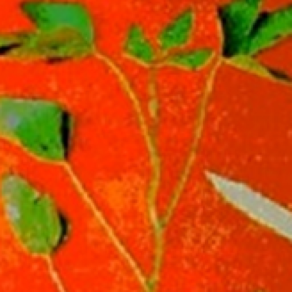 Imagem indisponível