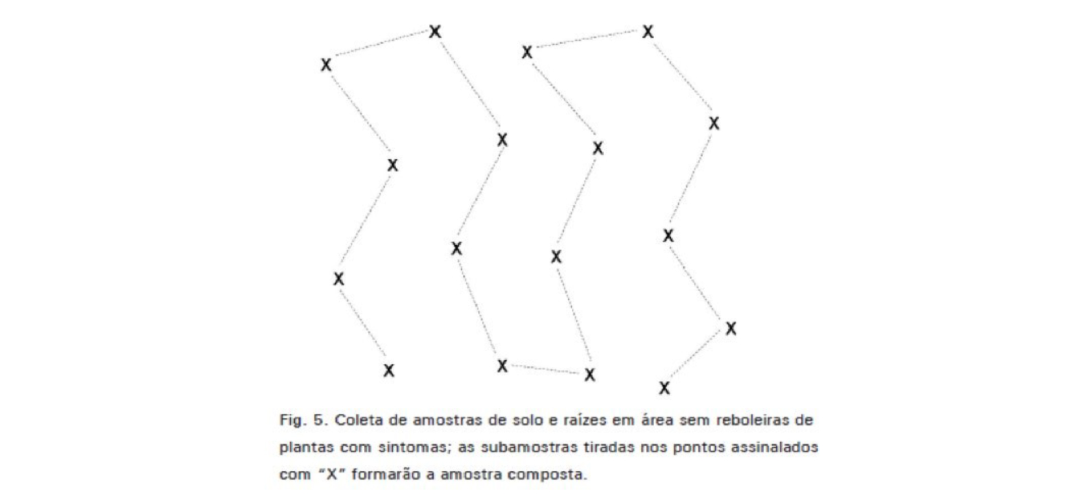amostragem de nematoides