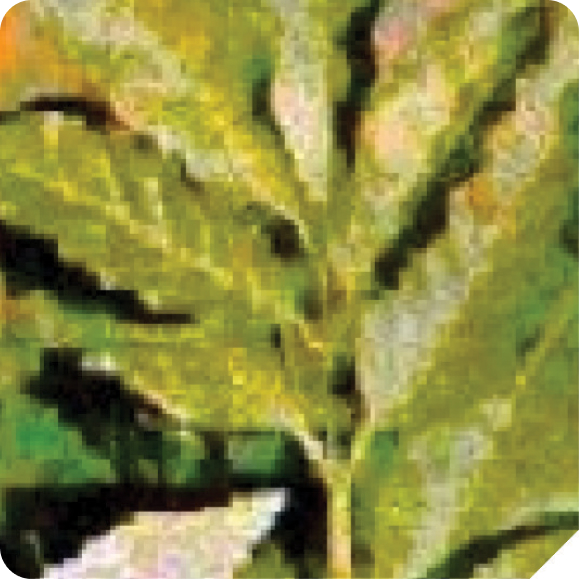 PROCEDIMENTOS PARA COLETA DE FOLHAS DE ALGUMAS CULTURAS CAFÉ (CASALE, 1999):