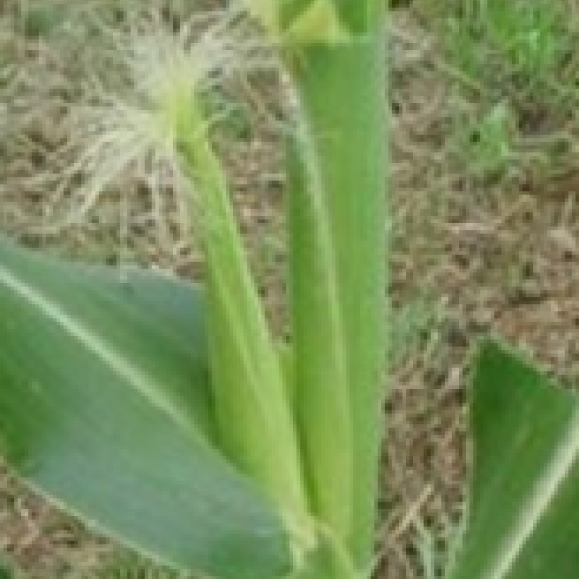 Imagem indisponível