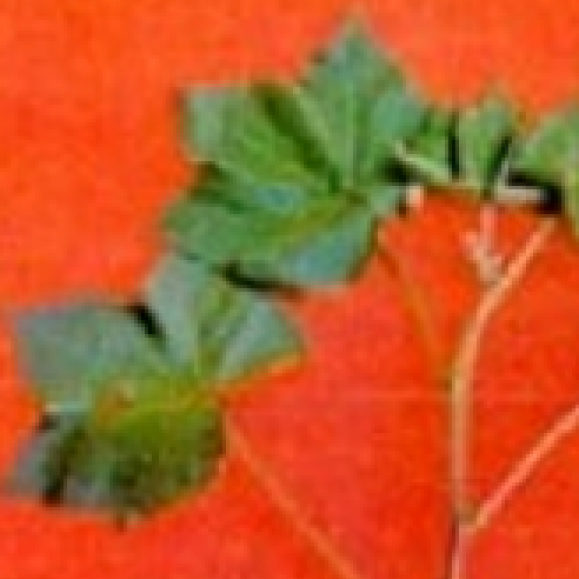 Imagem indisponível